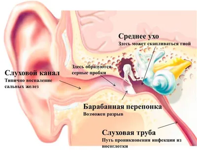 Презентация на тему Органы чувств человека. Ухо человека (билогия)