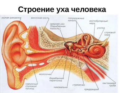 Строение органа слуха человека