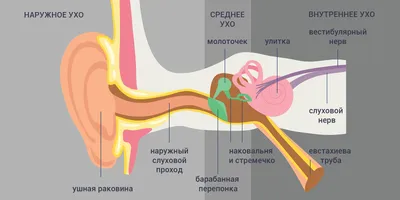 Анатомия Уха Человека Уши Внутренней Структуры Медицинское Образование  Диаграмма Биологиичеловеческое Ухо В Медицинской Концепции Ана — стоковые  фотографии и другие картинки Ухо - iStock