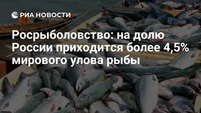 Улов рыбы в России вырос до 4,6 млн тонн — РБК