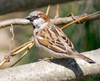Воробей: описание птицы, сколько живут, что едят, виды