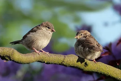 Ученые подсчитали количество птиц в мире
