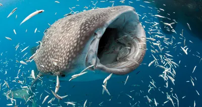 Самая большая пресноводная рыба в мире | ВСЁ ДЛЯ ВСЕХ | Дзен
