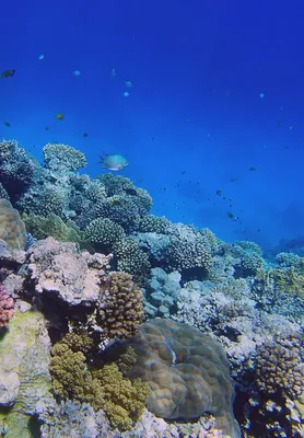 Мальдивы. Атолл Южный Мале. Подводный мир опасных и экзотических рыб