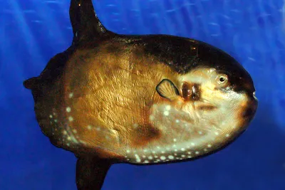 10 Самых Опасных Рыб в Мире, с Которыми Лучше не Связываться - YouTube
