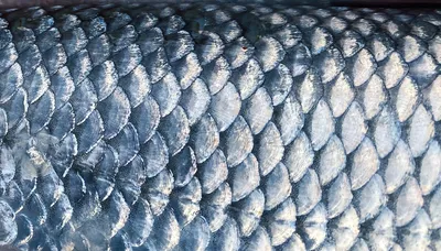TetraMin Granules корм для всех видов рыб в гранулах 15 г (sachet) по цене  154 руб. в интернет магазине Корейские товары для всей семьи(КорОпт)