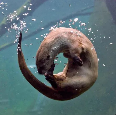 выдра под водой: 8 тыс изображений найдено в Яндекс.Картинках | Animals,  Otters, Animals wild