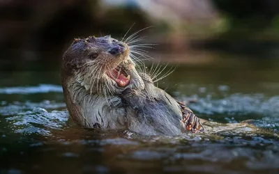 Выдра В Воде — стоковые фотографии и другие картинки Морская выдра -  Морская выдра, Выдра, Под водой - iStock