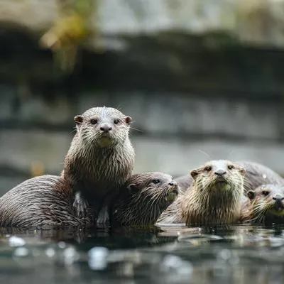 Rescued Sea Otters Katmai and Hardy Rafting - YouTube