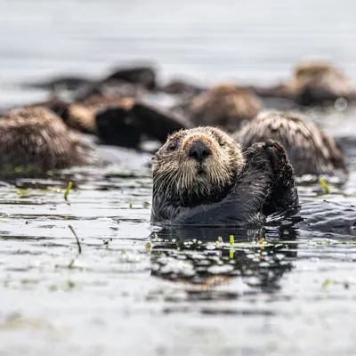 Морская выдра в воде стоковое изображение. изображение насчитывающей  природа - 65353139