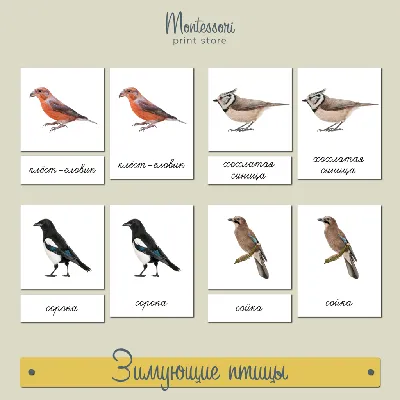Фото зимних птиц россии фотографии