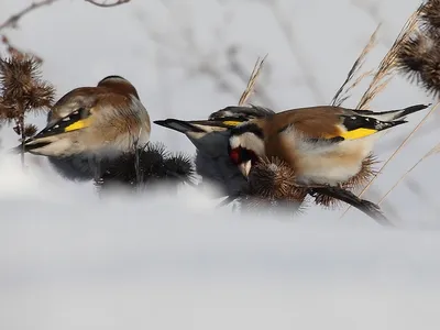 Длиннохвостая неясыть | Зимние птицы России | Пикабу