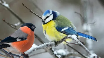 Зимующие птицы средней полосы - 64 фото