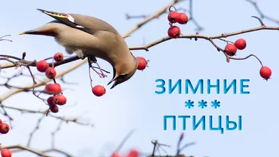 городские птицы | Wild Nature Photo