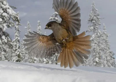 15 января — День зимующих птиц в России