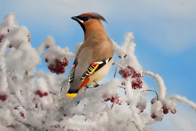 Воронежцам напомнили, что зимой птицы погибают от голода и их надо покормить