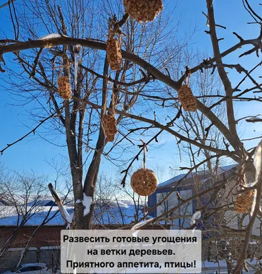 15 января - День зимующих птиц в России | Министерство природных ресурсов и  экологии Чувашской Республики