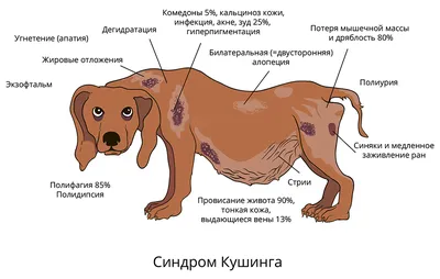 Фото фурункула у собаки в хорошем качестве