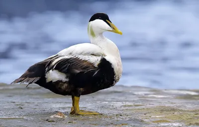 В краю непуганых птиц: мир гаги-гребенушки 2016-07-06. Birds of Siberia.