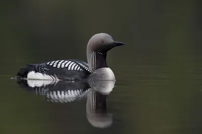 Чернозобая гагара - eBird