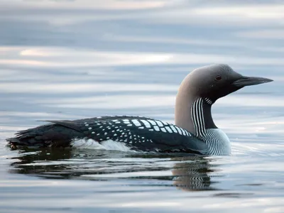 Great northern loon | an educational and perceptual web portal Зоогалактика