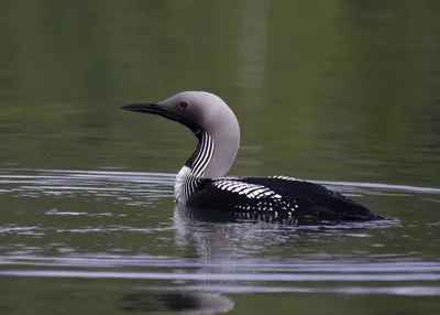 Чернозобая Гагара / Gavia arctica / Black throated loon - YouTube