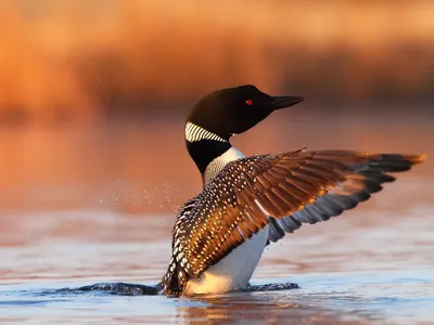 Черноклювая гагара - eBird