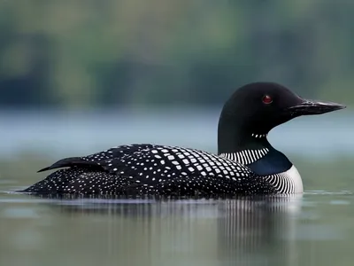 Любители птиц - Чернозобая #гагара / Black-throated loon (лат. Gavia  arctica) — птица из рода гагар (Gavia). Автор снимка: Erkko Badermann  (@erkkob) Локация: Национальный парк «Реповеси» (Repovesi), #Финляндия  #Фото #birdslovers #птицы #орнитология #