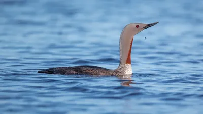 Чернозобые гагары. Gavia arctica. | BirdWatch.by