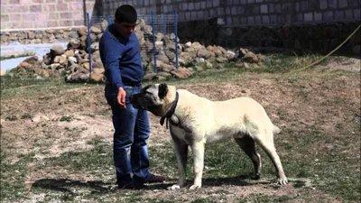 Гампр собака: фото, отражающие его неподвластность и власть