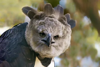 Гарпии: Самые тяжелые летающие хищные птицы | ВКонтакте