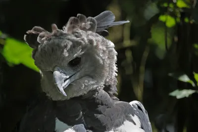 Гарпия птица – одна из самых больших хищных птиц - YouTube