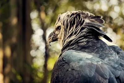 Пикабу - Гарпия #птицы | Facebook