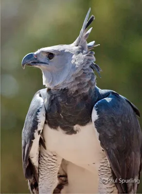 Гарпия орел птица полное тело белый фон | Премиум Фото