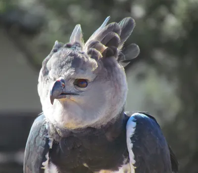 Птица гарпия, южная америка, высокое…» — создано в Шедевруме