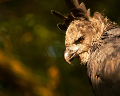 Хищная птица с лысой шеей - 59 фото