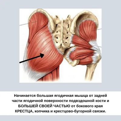 Где крестец у человека фото