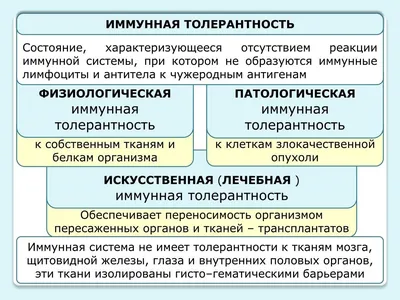 Лимфатическое глоточное кольцо — Википедия