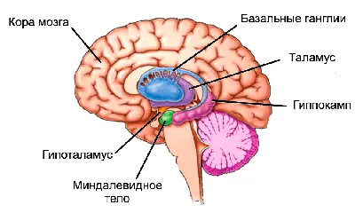 Колоректальный рак: симптомы, признаки, лечение, прогно