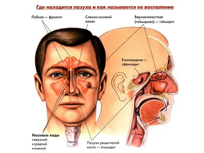 Имунная система [Мартин Грассингер] (fb2) читать онлайн | КулЛиб  электронная библиотека