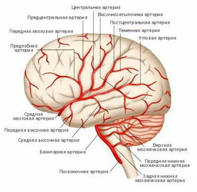 Уролог рассказал, чем опасно воспаление простаты - 7 сентября 2023 - 74.ру