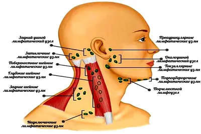 Где находятся лимфоузлы у человека на шее фото