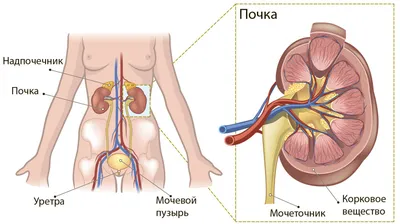 Где находяться почки у человека фото