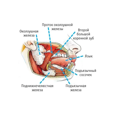 Где находятся слюнные железы у человека фото