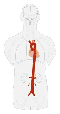 Где находится аорта у человека фото