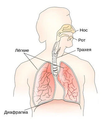 [67+] Где находится диафрагма у человека фото фото