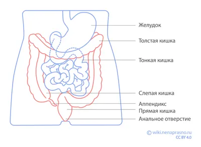 [81+] Где находится кишечник у человека фото фото