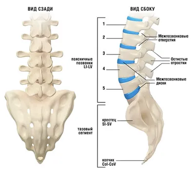 [78+] Где находится поясница у человека фото фото