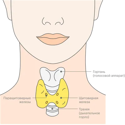 Где находится щитовидная железа у человека фото фотографии