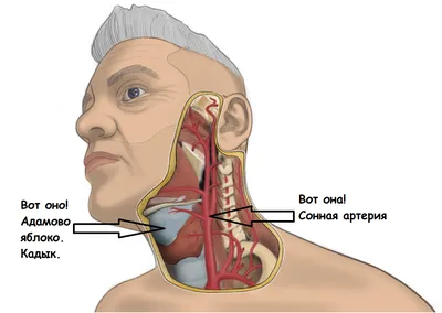 Где находится сонная артерия у человека фото